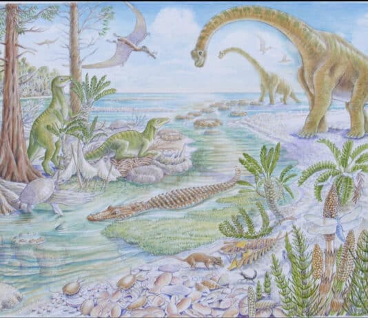 Geology and the stone industry in Purbeck