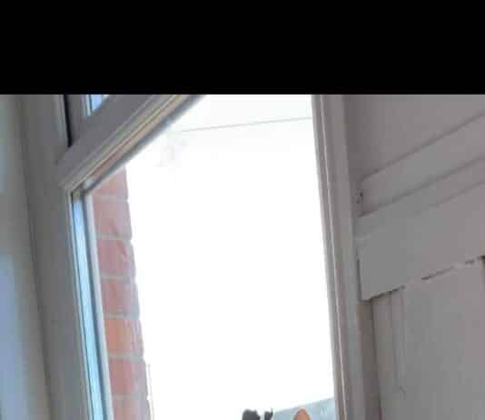 Collar your cat to save wildlife!