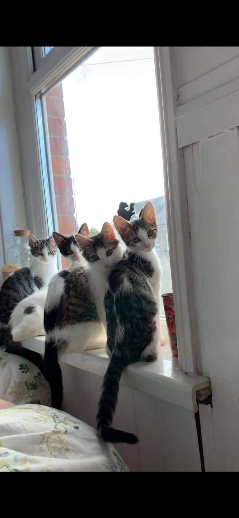 Collar your cat to save wildlife!