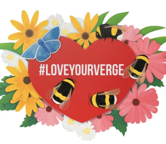 Dorset’s Highway Verges to be Havens of Biodiversity