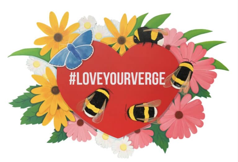 Dorset’s Highway Verges to be Havens of Biodiversity