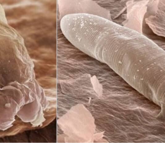 The animal closest to humans facing extinction