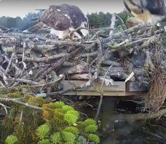 First Osprey in 200 years hatches in Poole Harbour
