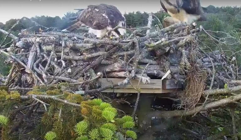 First Osprey in 200 years hatches in Poole Harbour