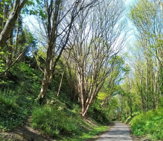 Man loses sight in one eye following assault with glass bottle on Rodwell Trail, Weymouth