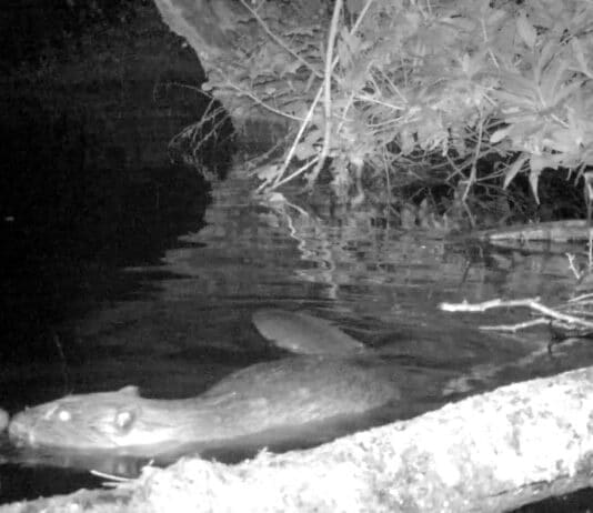 First beaver kit born in Dorset for over 400 years