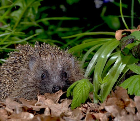 How to help wildlife during a heatwave