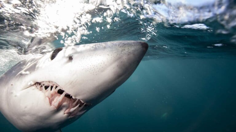 Mako shark suspected as two female holiday makers die in Red Sea