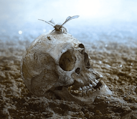 Human extinction becoming real possibility