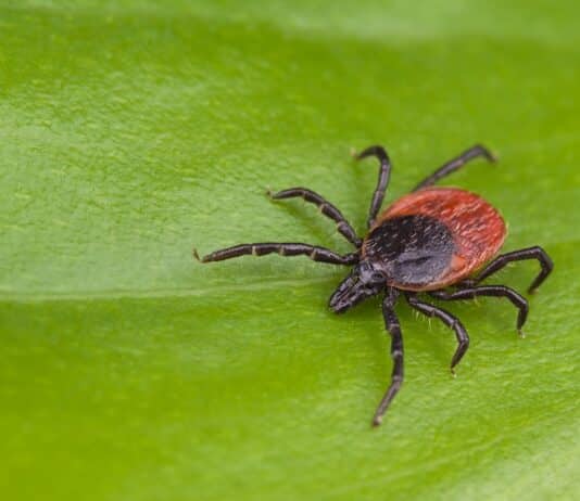 Government issue urgent warning to public regarding Lyme Disease