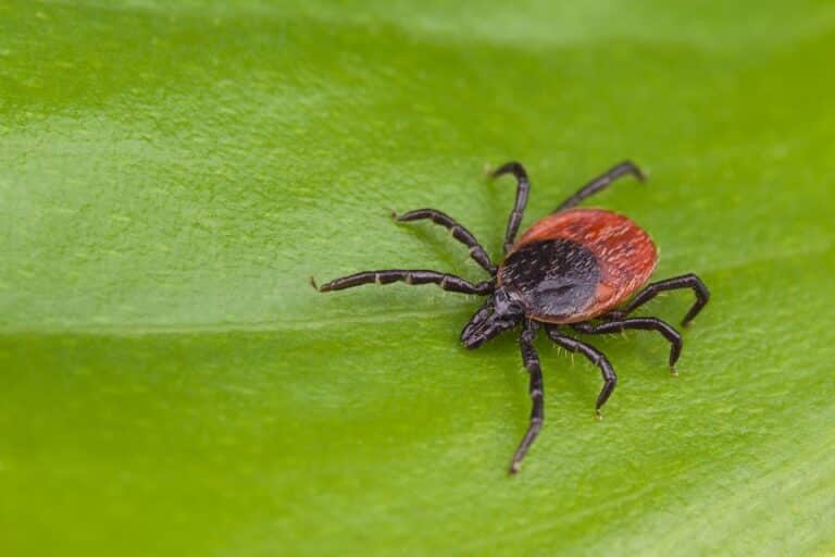 Government issue urgent warning to public regarding Lyme Disease