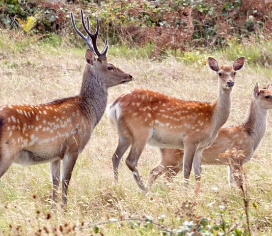 Police investigation as deer heads found on manure pile in Dorset