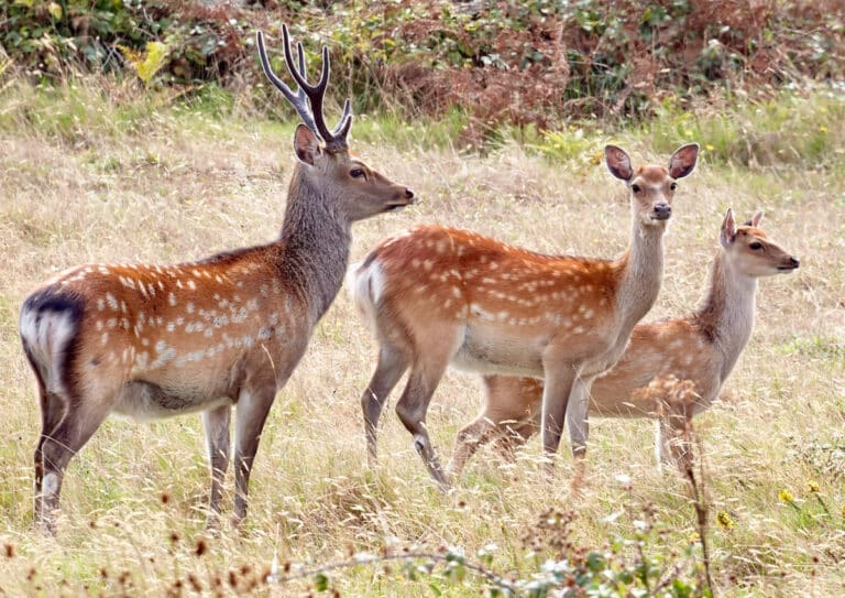 Police investigation as deer heads found on manure pile in Dorset