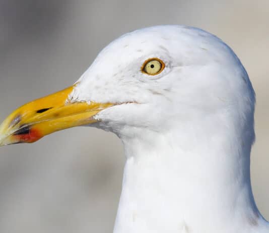 Man sought for attacking seagull with cricket bat