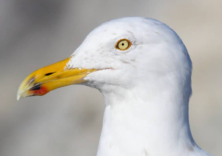 Man sought for attacking seagull with cricket bat