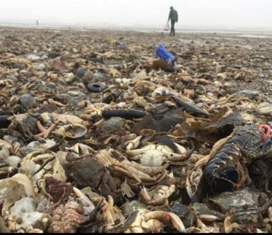 Tory Government’s involvement with organised crime behind North Sea cover up