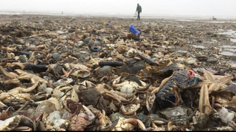 Tory Government’s involvement with organised crime behind North Sea cover up