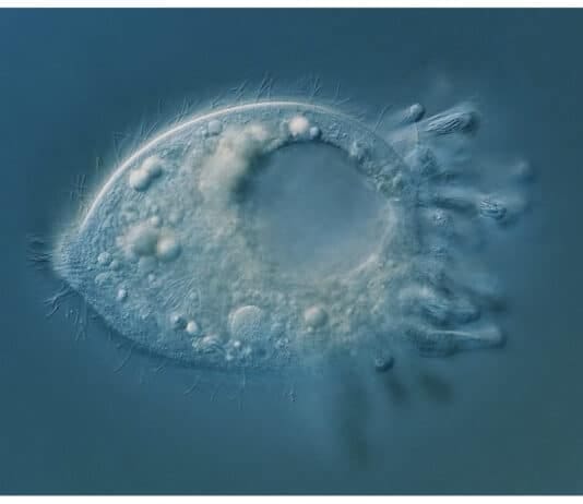 Bournemouth University: Discovery of microscopic new species expands the tree of life