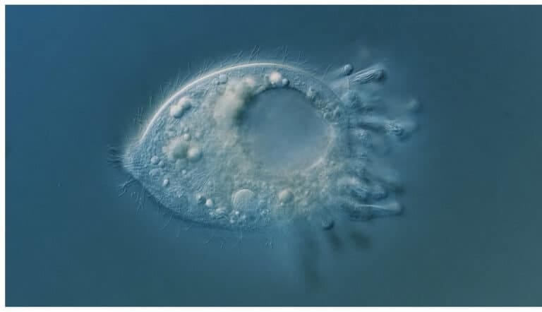 Bournemouth University: Discovery of microscopic new species expands the tree of life