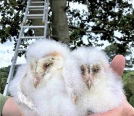 Barn owl numbers double since boxes put up on council farms