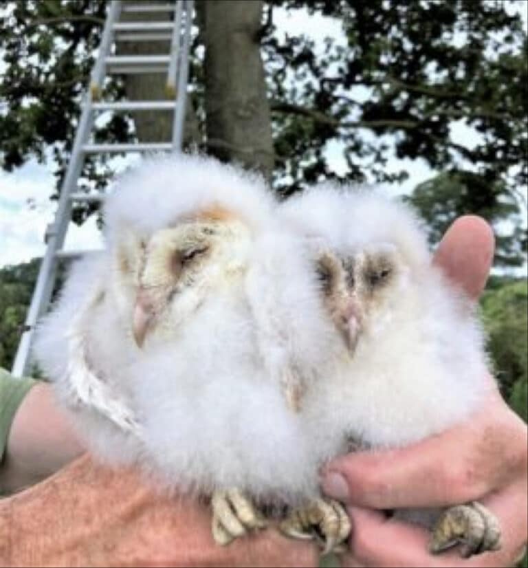 Barn owl numbers double since boxes put up on council farms