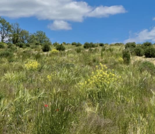 Wild Woodbury: A Year On