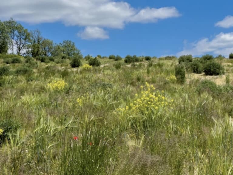 Wild Woodbury: A Year On