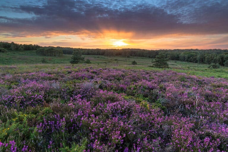 Owner provides false number following dog bite incident in Poole