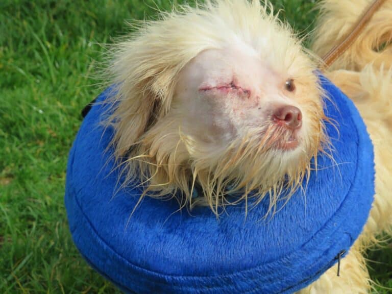 Ninety-Six dogs found in one house