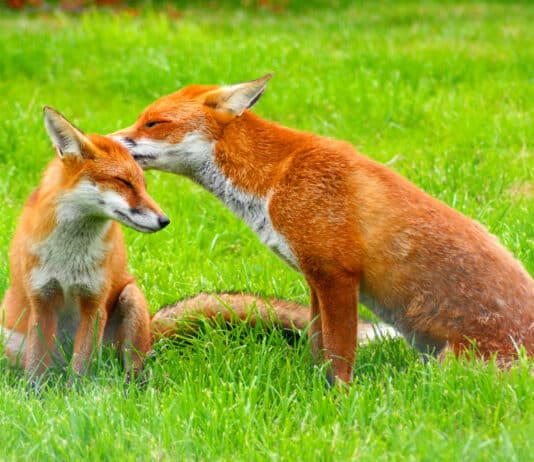 Man from Sherborne among four men to appear in court for illegal fox hunting