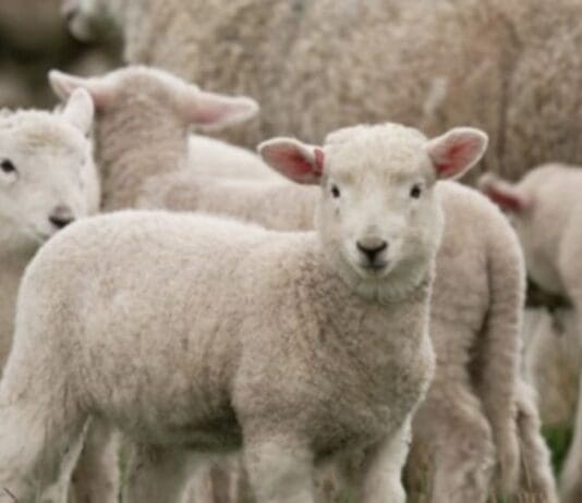 Silence of the Lambs