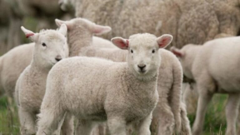 Silence of the Lambs