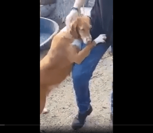 The journalist who reported on an animal shelter and then adopted this dog