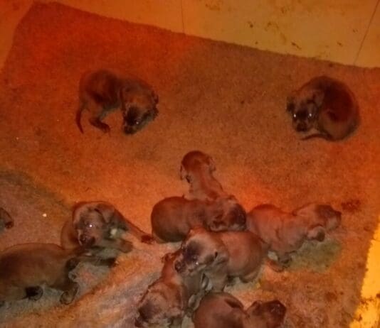 Illegal puppy farmers ordered to pay £150k or face prison