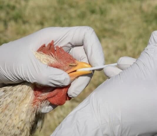 Confirmed case of bird flu in Dorchester area