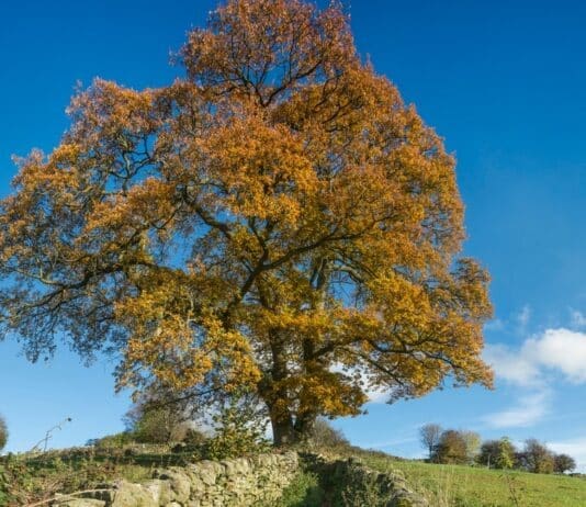 The advantages of trees are almost immeasurable