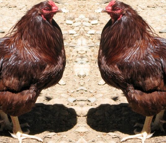 Don’t Be A Chicken!