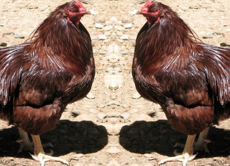 Don’t Be A Chicken!