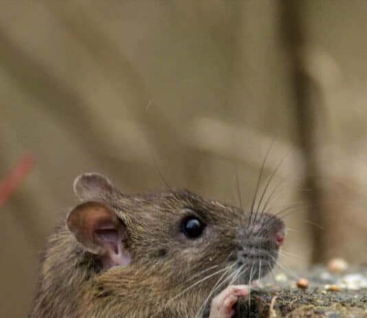 It’s time to reassess rats