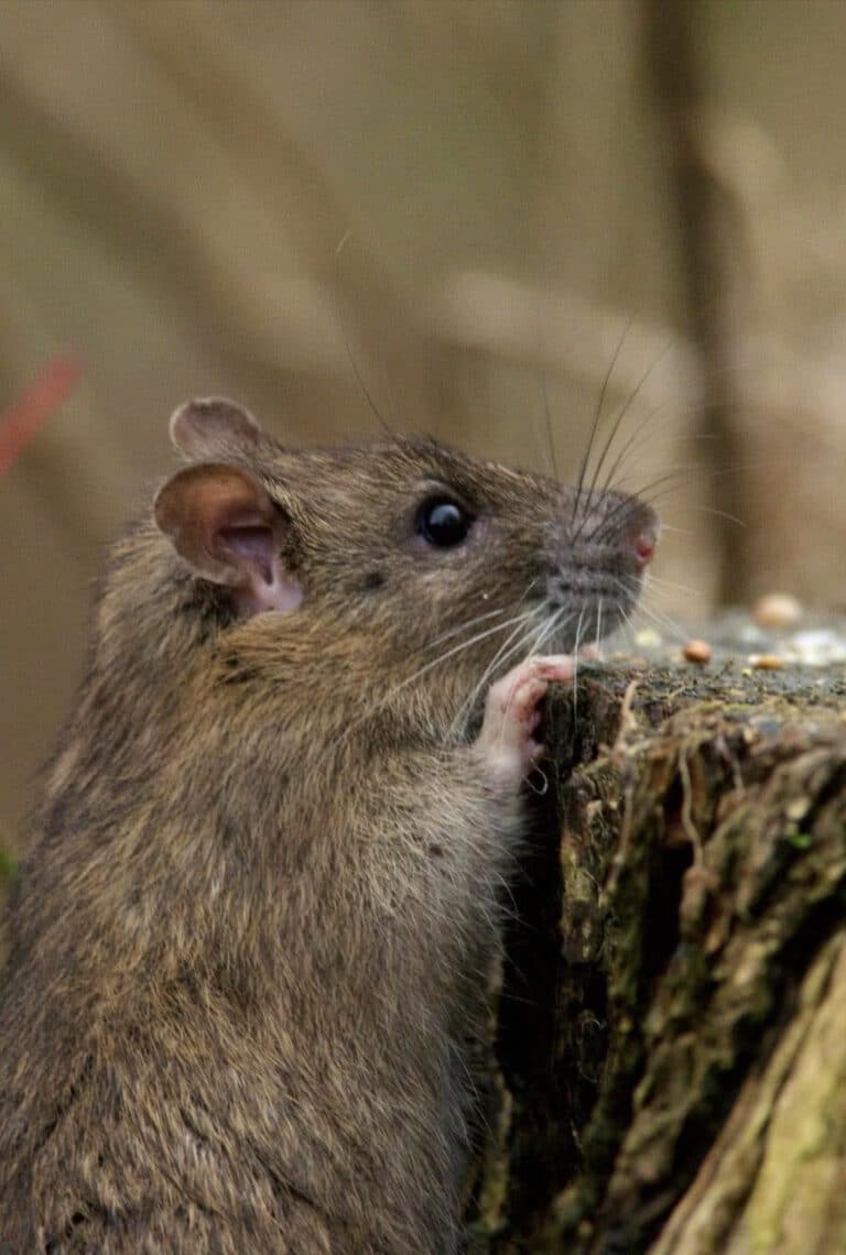 It’s time to reassess rats