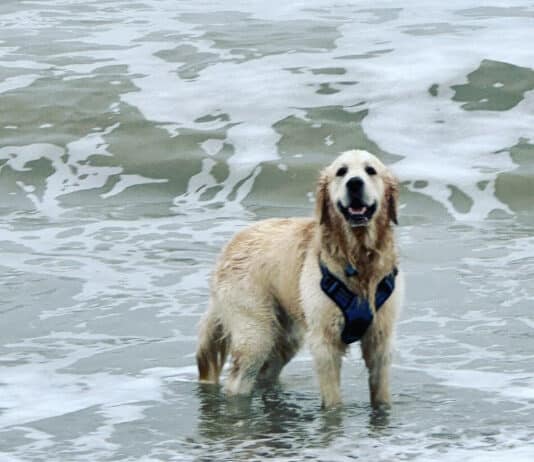 I have discovered the best new fitness app