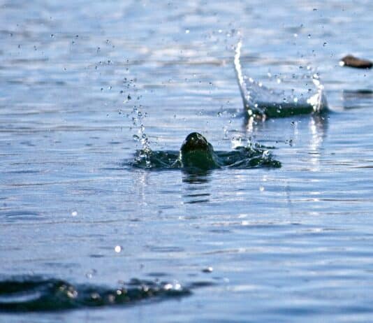 The best stones for skimming revealed