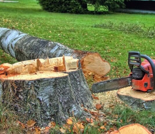 Unlimited fines and prison sentences for illegal tree felling