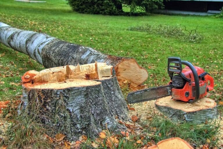Unlimited fines and prison sentences for illegal tree felling