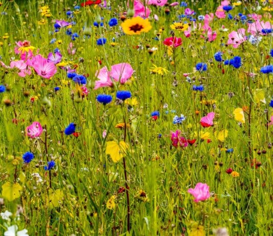 New nature reserve to be created near Blandford