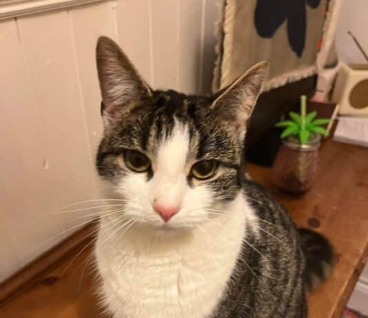 Understanding Cat Behaviour: A Comprehensive Guide