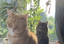 How to Keep Your Cat Healthy and Extend its Life