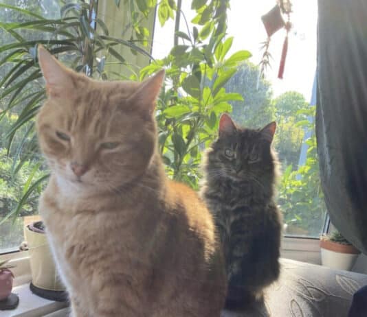 How to Keep Your Cat Healthy and Extend its Life