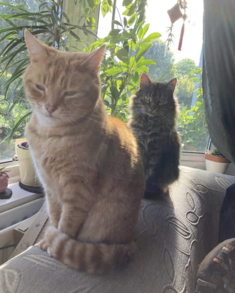 How to Keep Your Cat Healthy and Extend its Life