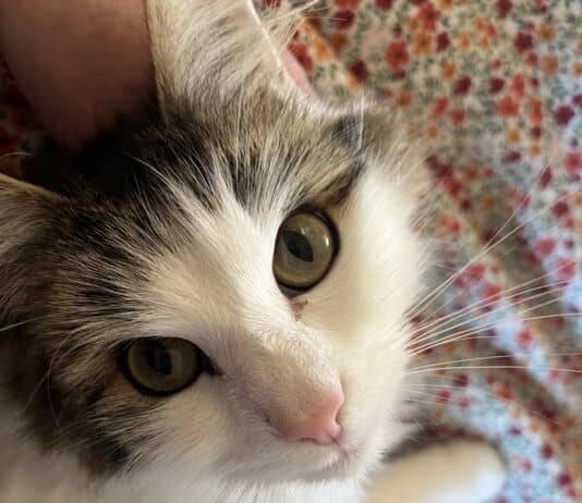 Cat owners who fail to comply with new law by June 10 could be fined up to £500